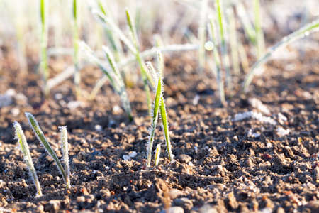 green wheat in frost, close-upの写真素材