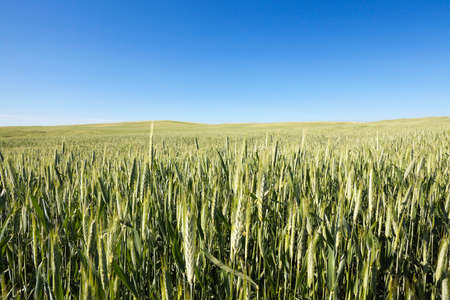 Field with cerealの写真素材
