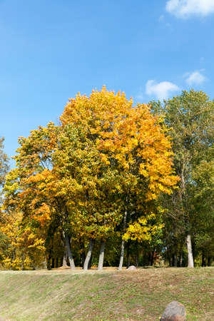 yellowed maple trees in the fallの写真素材