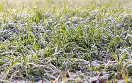 young grass plants, close-upの写真素材