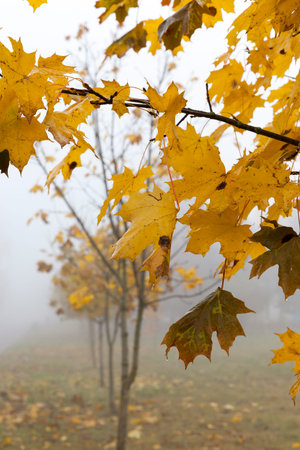 Fog in autumn seasonの写真素材