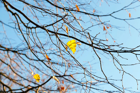 autumn weather, forestの写真素材