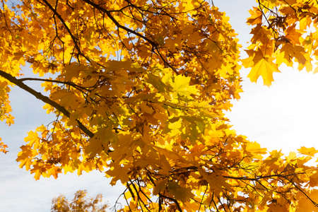 yellowed maple trees in autumnの写真素材