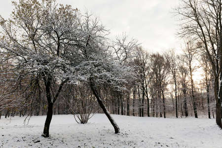trees covered with snowの写真素材