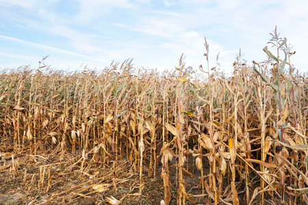 Ripe yellow corn