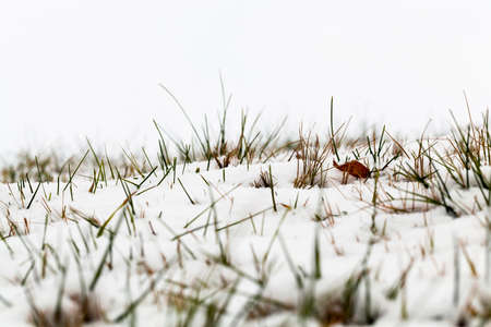 snow covered grassの写真素材