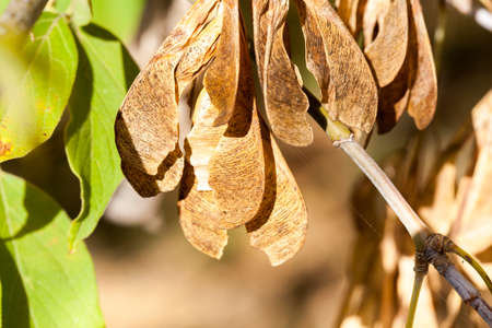 dry maple seedsの写真素材