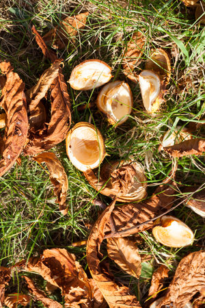 ripe fruit chestnut