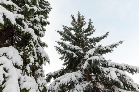 Spruce in the snow