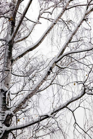 trees under snowの写真素材