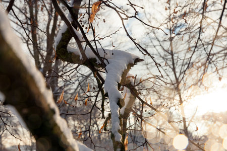 trees under snow
