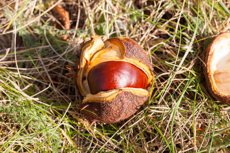ripe fruit chestnut fall on the groundの写真素材