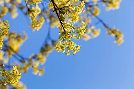flowering maple treeの写真素材