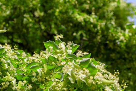 flowering linden treesの写真素材