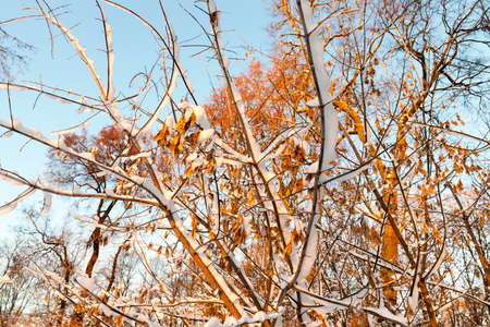 trees in the snowの写真素材
