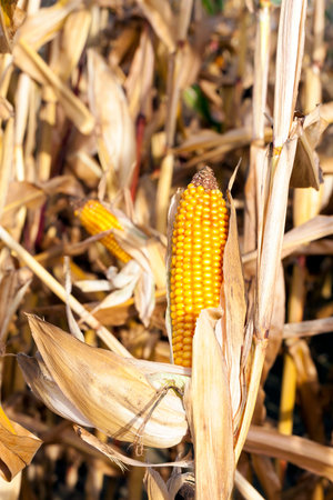 agricultural field with corn