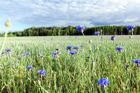 Field with cerealの写真素材