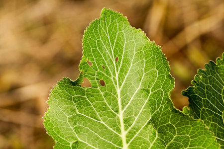 green leaves of horseradish