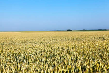 immature yellowing wheatの写真素材