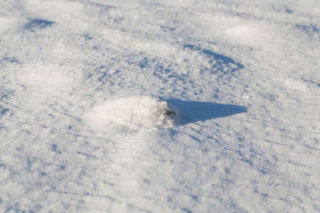 snow covered surfaceの写真素材