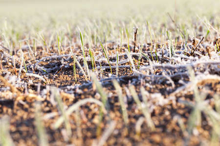 green wheat in frost, close-upの写真素材