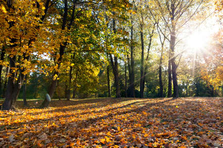 trees in autumn seasonの写真素材