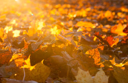 fallen leaves of a mapleの写真素材