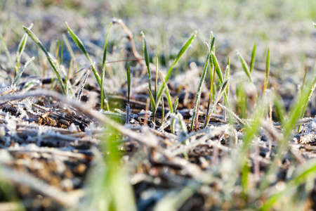 green wheat in frost, close-upの写真素材