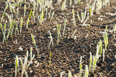 green wheat in a frost