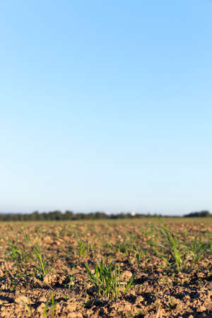 young grass plants, close-upの写真素材