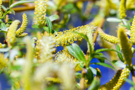 Photo Willow blossomの写真素材