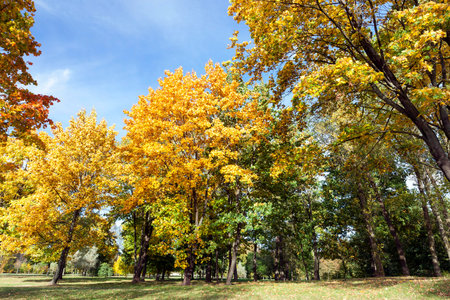 leaves in autumn park