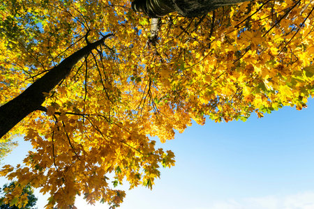 autumn yellow park