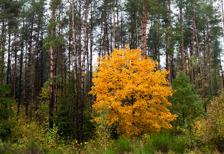 Maple Park in autumnの写真素材
