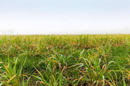 green leaves of grassの写真素材