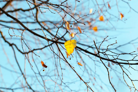 yellowed maple trees in autumn