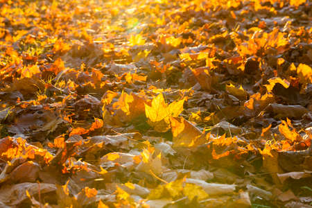 The fallen maple leavesの写真素材