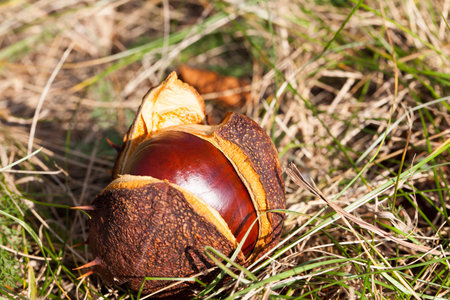 nuts Chestnut autumn