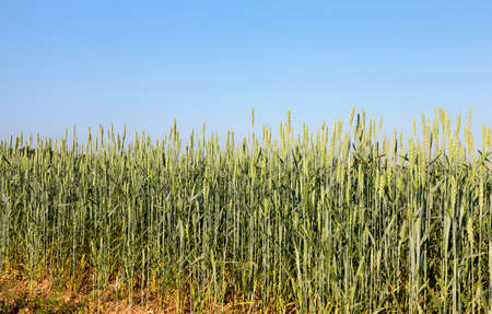 immature green grassの写真素材