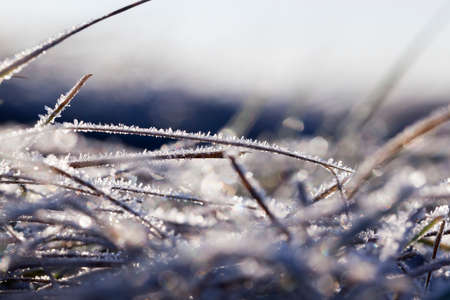 green grass in the frostの写真素材