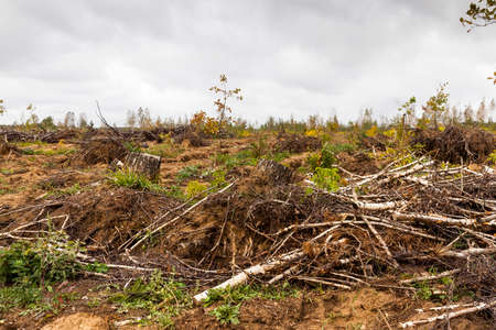 Storm damage. trees in the forest after a storm.の写真素材