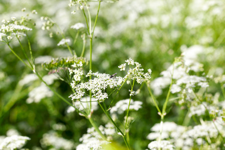 blooming on a white flower field, photographed close-up in the summer. Small depth of field