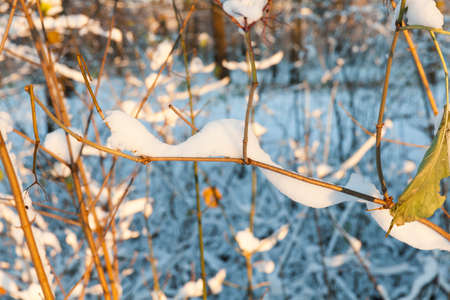 bush covered with snow branches of dry leaves in the sunlight. Photographed close-up, in the winter season.の写真素材