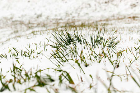 snow-covered green leaves of grass. Photographed close-up.の写真素材