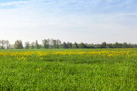 crop of blossoming rape on a background of the blue sky.の写真素材