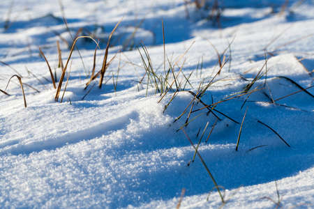 close-up photograph taken at an angle by a surface covered with white snow after a snowfall. Dry grass sticks out of the snow. Small depth of fieldの写真素材