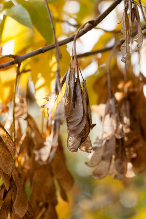 dried maple seeds on the branches in the autumn season. photo close upの写真素材