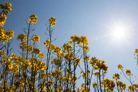 sky against the background of which photographed close-up flowering rape. In the daytime sky there is a shining sunの写真素材