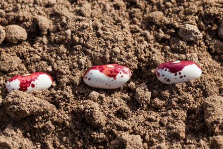 sowing of red and white beans in the spring season. photo close-up of a process of farming on an agricultural field.の写真素材