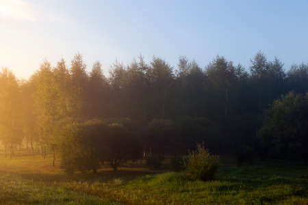 Summer landscape with fog during sunrise. Part of the photo is lit by the yellow light of the sun, and part of it is dark and not lit. above the forest a blue skyの写真素材